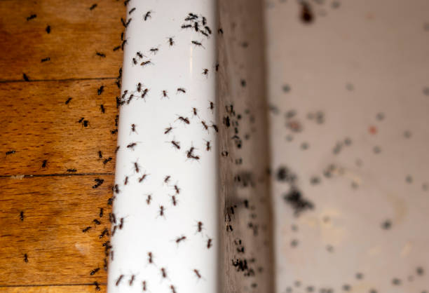 Professional Pest Control in The Acreage, FL